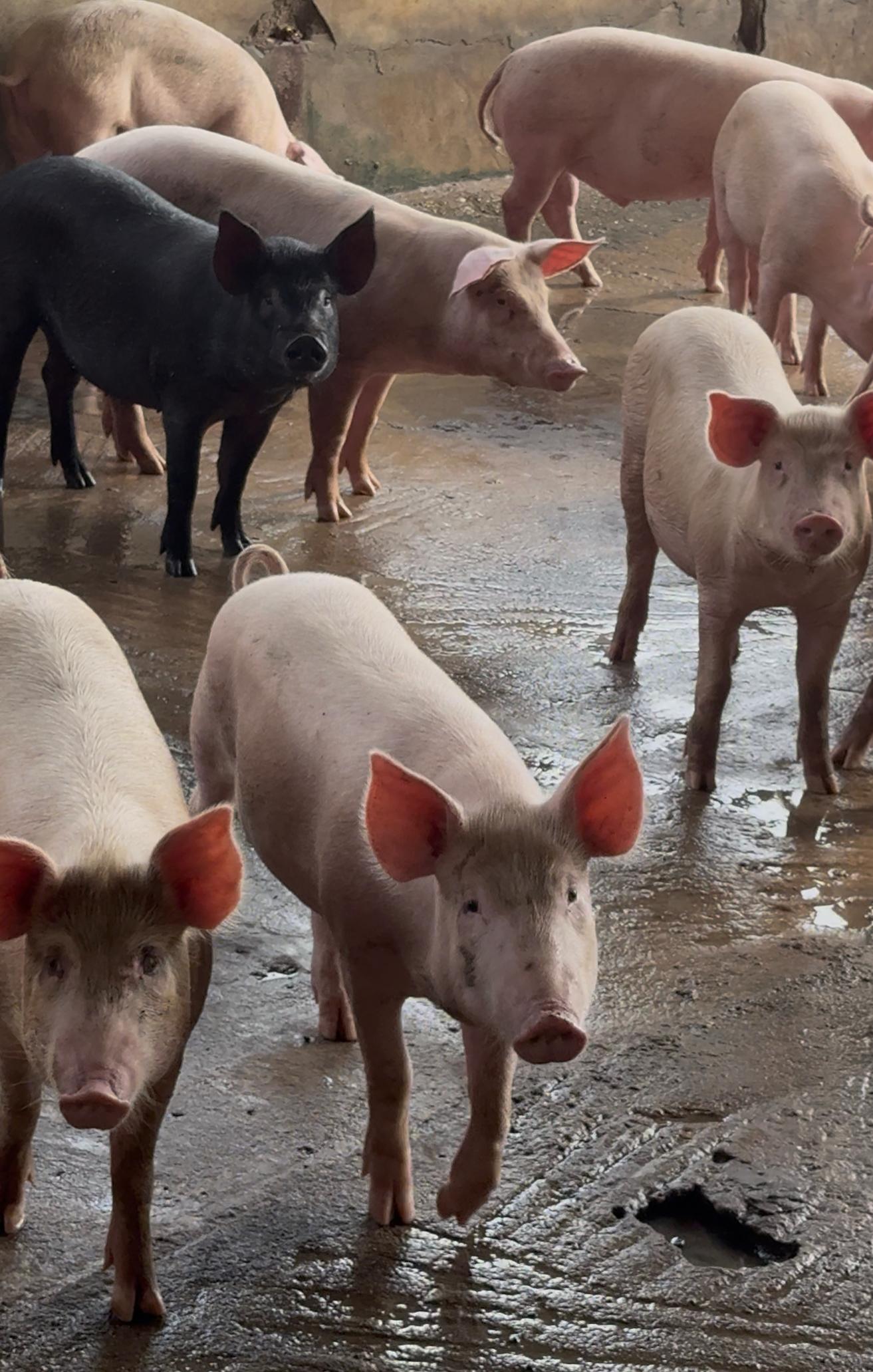 Healthy Sows