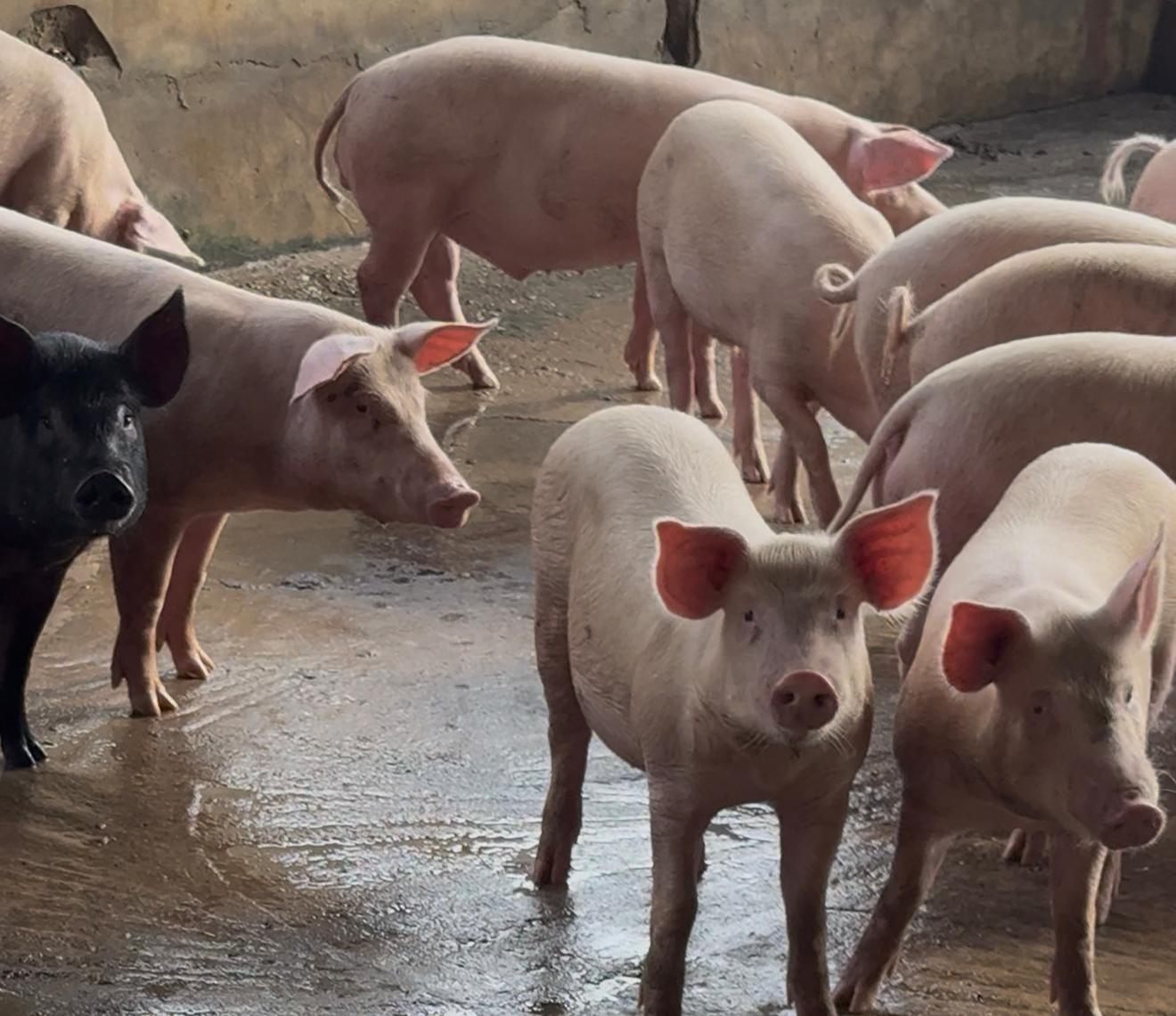 Piglets